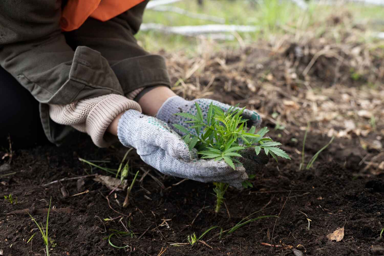 Best Emergency Tree Service  in Jackson, MI